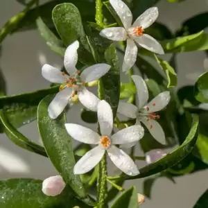 Eriostemon 'Flower Girl White' - image 1