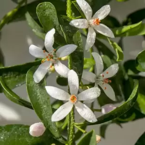 Eriostemon myoporoides 'Flower Girl White' - image 1