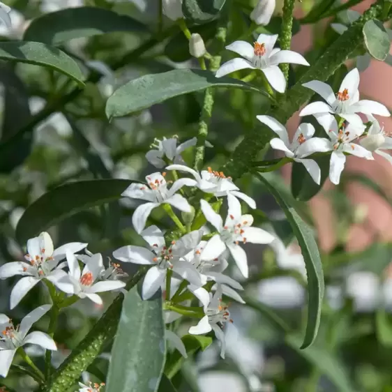 Eriostemon myoporoides 'Flower Girl White' - image 2