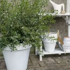 Eriostemon myoporoides 'Flower Girl White' - image 3