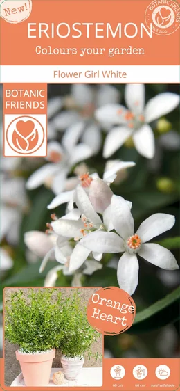 Eriostemon myoporoides 'Flower Girl White' - image 4