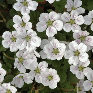 Erodium reichardii 'Album' 9cm