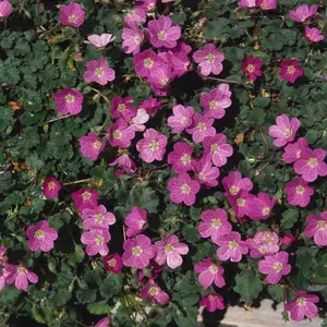 Erodium x variabile 'Bishop's Form' 9cm