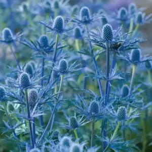 Eryngium 'Big Blue' 3L - image 3