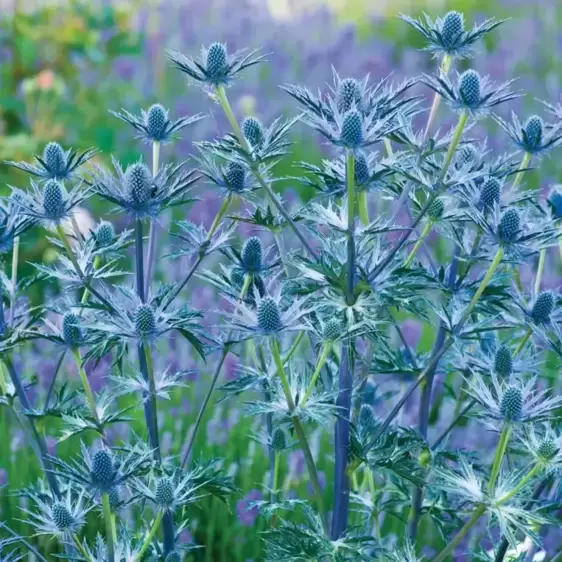 Eryngium 'Big Blue' 2L - image 2