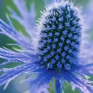 Eryngium 'Big Blue' 3L - image 1