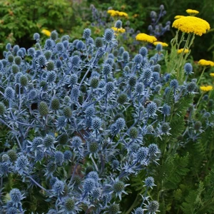 Eryngium planum 'Blue Cap'