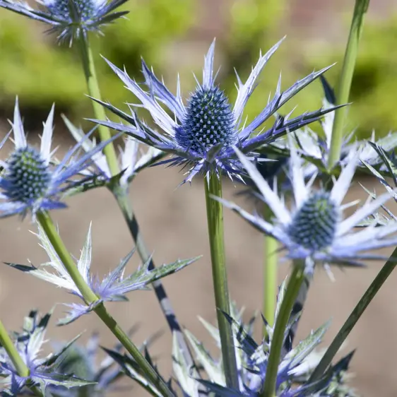 Eryngium bourgatti 1L