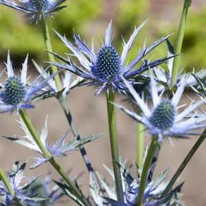 Eryngium bourgatti