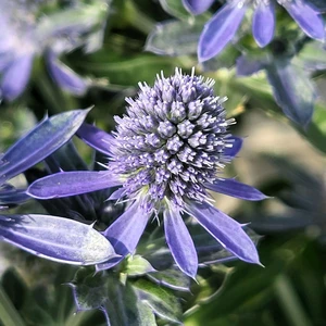 Picture Credit - Denis-plants