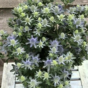 Picture Credit - Denis-plants