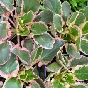 Eryngium 'Jade Frost' 1L - image 2