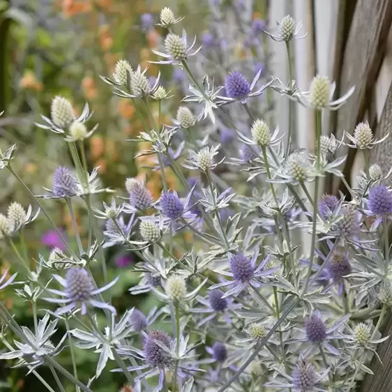 Eryngium 'Jade Frost' 3L - image 2