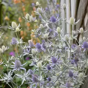 Eryngium 'Jade Frost' 1L - image 2