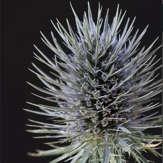 Eryngium planum 'Magical Anita' Cowell's Garden Centre Woolsington