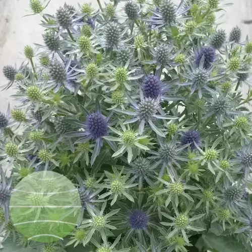 Eryngium planum 'Magical Blue Globe' 1L Cowell's Garden Centre