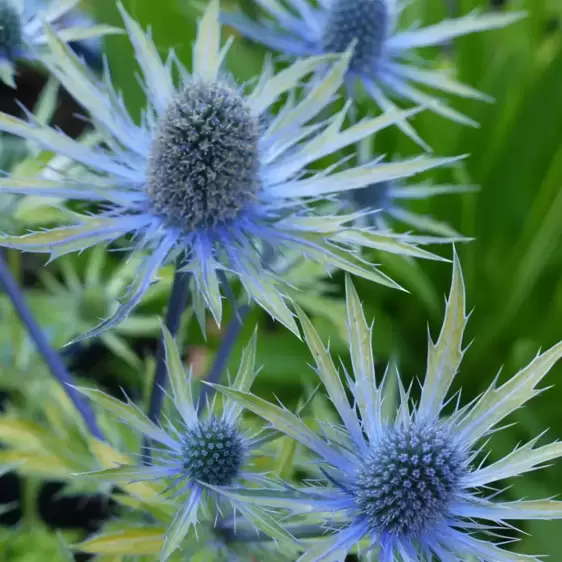 Eryngium 'Neptune's Gold' 2L - image 1