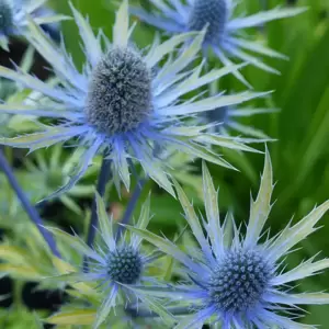 Eryngium 'Neptune's Gold' 2L - image 3