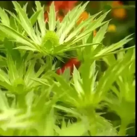 Eryngium 'Neptune's Gold' 2L - image 2
