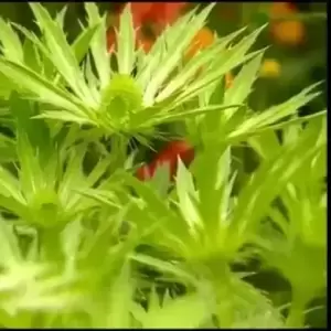 Eryngium 'Neptune's Gold' 2L - image 2