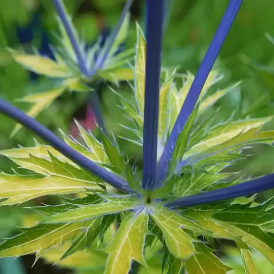 Eryngium 'Neptune's Gold' 1L - image 3