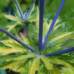 Eryngium 'Neptune's Gold' 2L - image 3