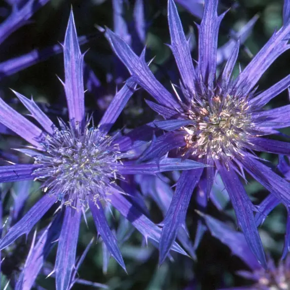 Eryngium bourgatti 'Picos Amethyst'
