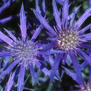 Eryngium bourgatti 'Picos Amethyst'