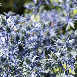 Eryngium planum 1L - image 2