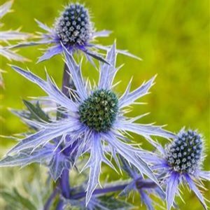 Eryngium planum 1L - image 1