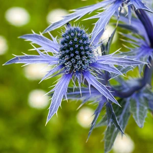 Eryngium planum