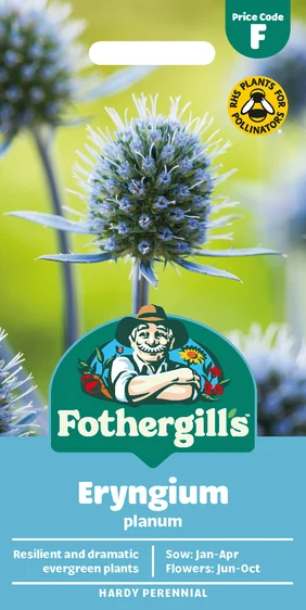 Eryngium planum - image 1