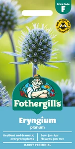 Eryngium planum - image 1