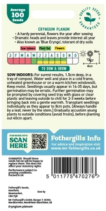 Eryngium planum - image 2