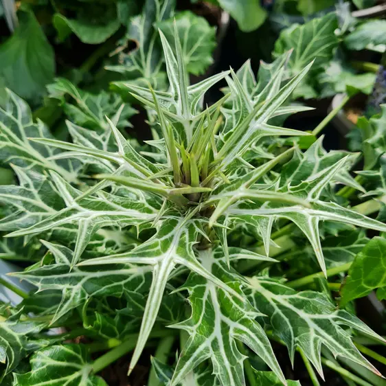 Eryngium variifolium