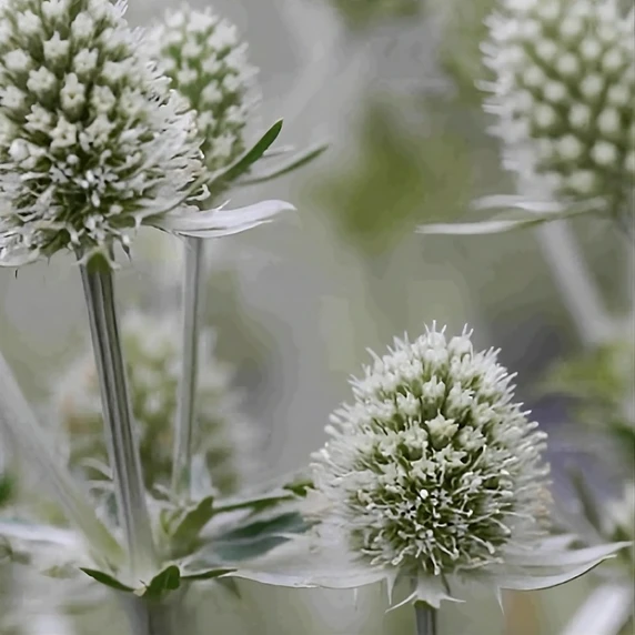 Eryngium planum 'White Glitter'