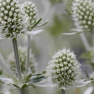 Eryngium planum 'White Glitter'