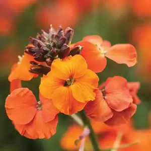 Erysimum 'Apricot Twist' 3L