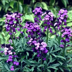 Erysimum 'Bowles's Mauve' 2L