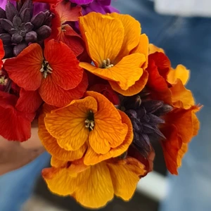 Picture Credit - Kernock Park Plants Ltd.