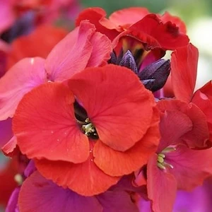 Picture Credit - Kernock Park Plants Ltd.