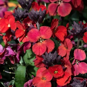 Erysimum 'Colour Vibe Red' 1L