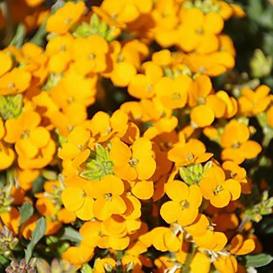 Erysimum 'Glow Coral'