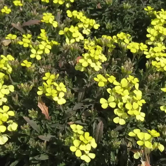 Erysimum 'Golden Jubilee' 9cm - image 1