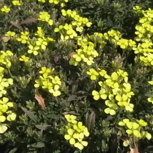 Erysimum 'Golden Jubilee' 9cm - image 1