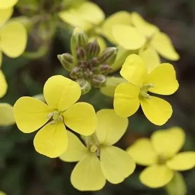 Erysimum 'Golden Jubilee' 9cm - image 2