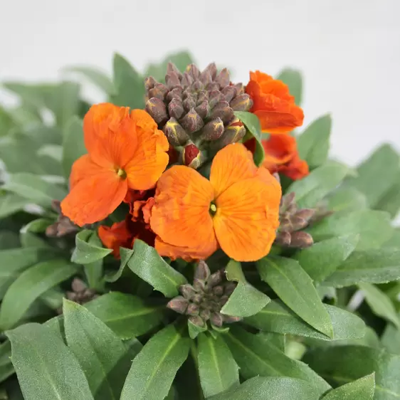 Erysimum 'Leya Orange Glow'