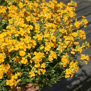 Erysimum 'Orange Zwerg' 9cm