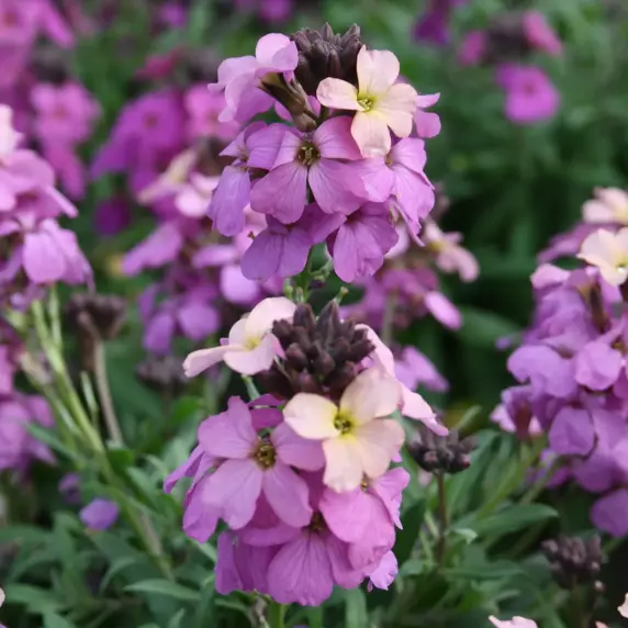 Erysimum 'Poem Lavender' 2L - image 2