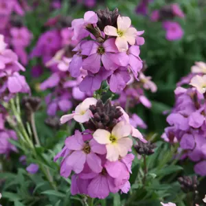 Erysimum 'Poem Lavender' 2L - image 2